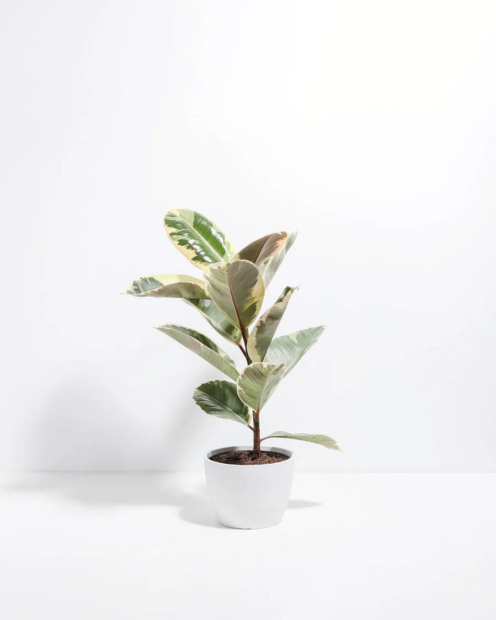 Tineke Rubber Tree Plant featuring an upright growth habit with thick, oval leaves displaying creamy-white, dark green, and pinkish-red variegation, housed in a modern white ceramic planter, centered against a clean white background.