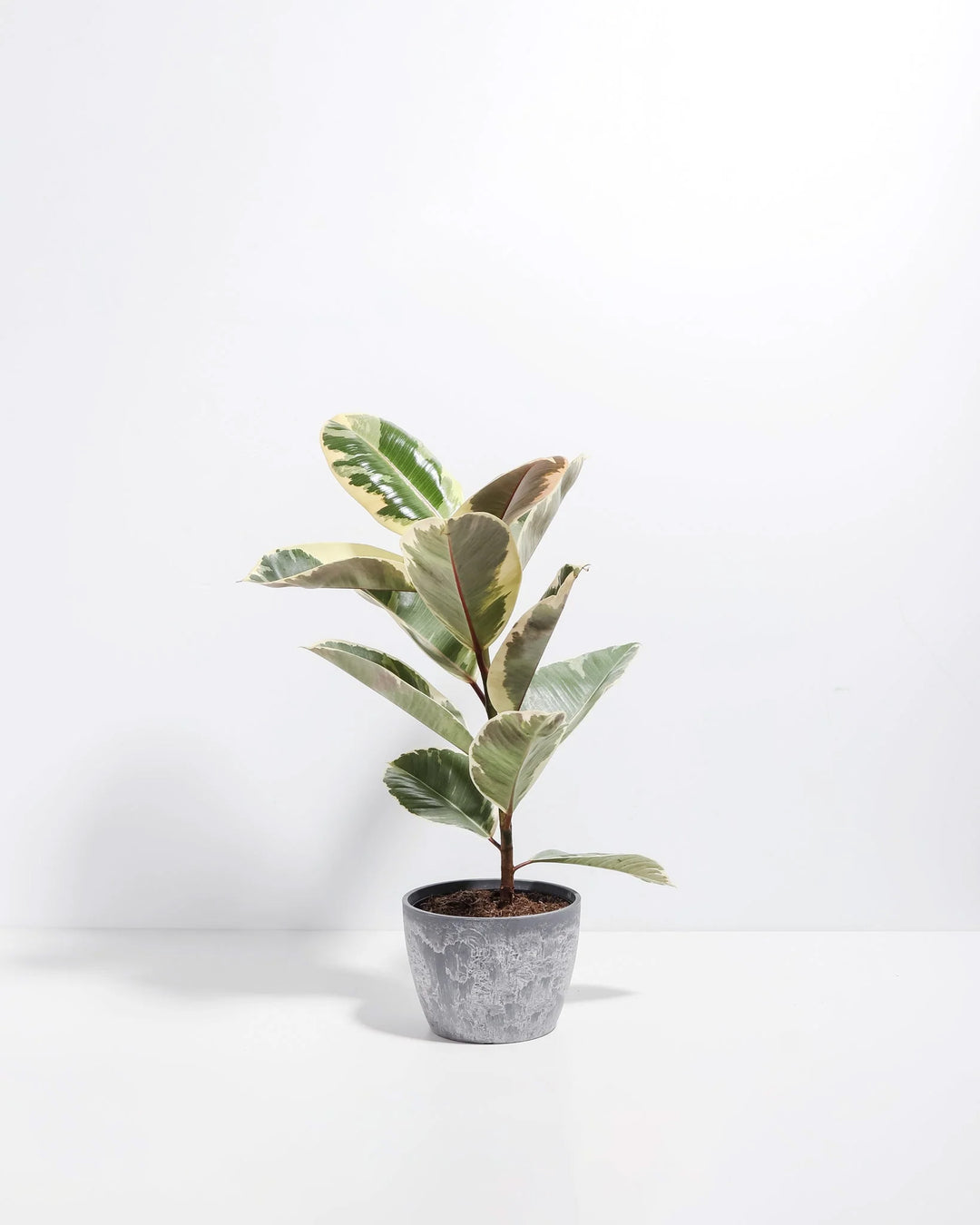 Tineke Rubber Tree Plant featuring an upright growth habit with thick, oval leaves displaying creamy-white, dark green, and pinkish-red variegation, housed in a modern, textured gray ceramic planter, centered against a clean white background.