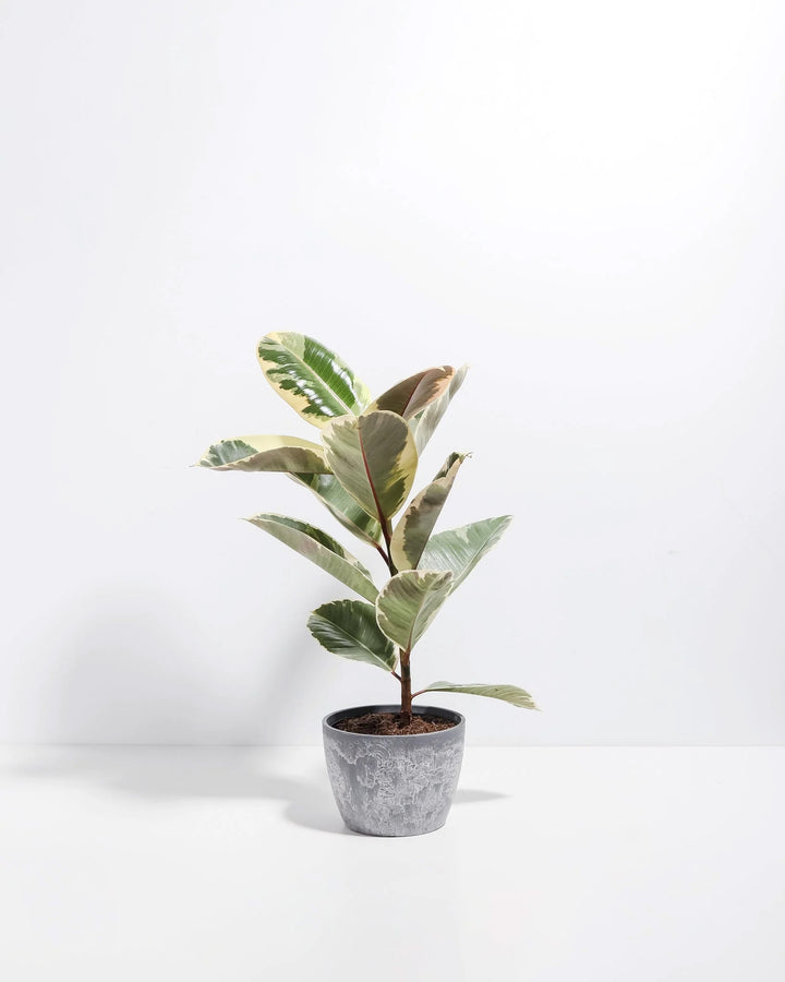 Tineke Rubber Tree Plant featuring an upright growth habit with thick, oval leaves displaying creamy-white, dark green, and pinkish-red variegation, housed in a modern, textured gray ceramic planter, centered against a clean white background.