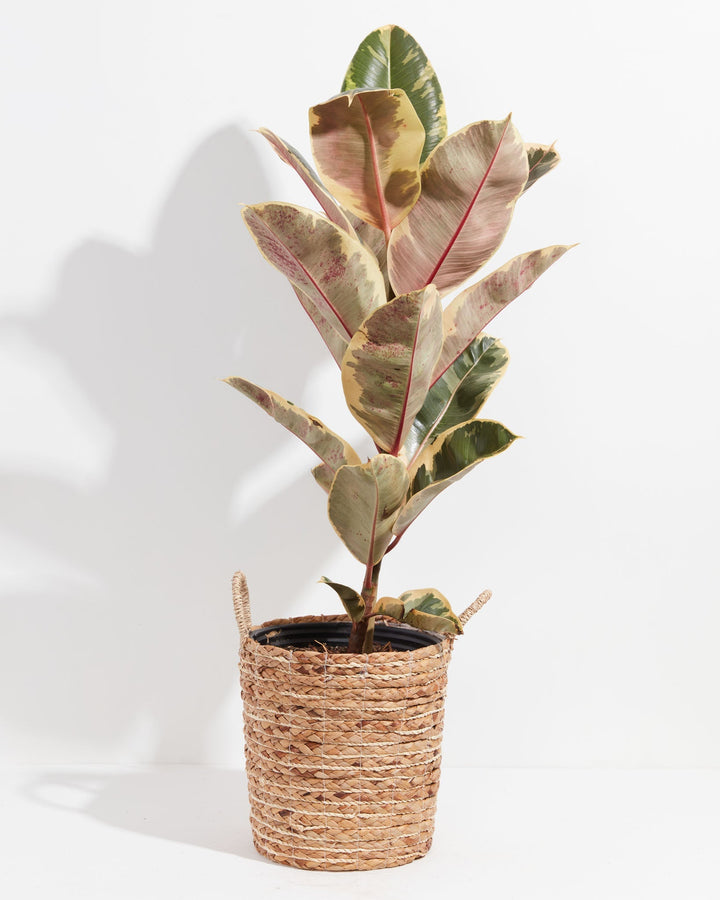 Tineke Rubber Tree Plant featuring a tall, upright growth habit with large, thick leaves displaying creamy-yellow, dark green, and pinkish-red variegation, housed in a woven straw basket planter with small handles, centered against a clean white background.