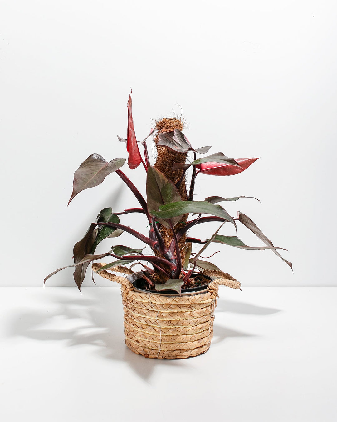 Philodendron Pink Princess with Totem