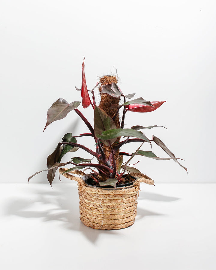 Philodendron Pink Princess with Totem