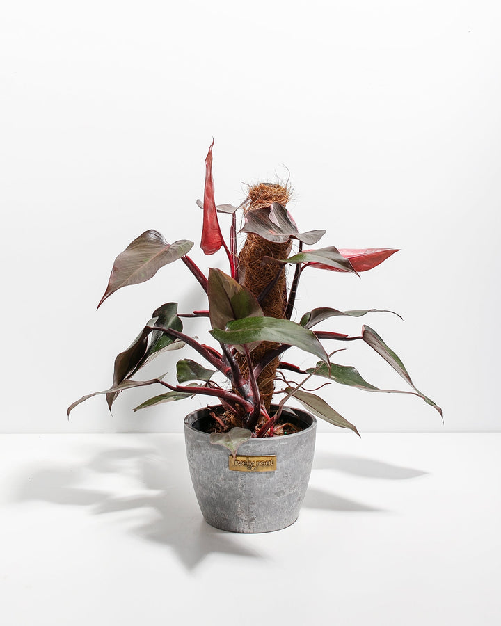 Philodendron Pink Princess with Totem