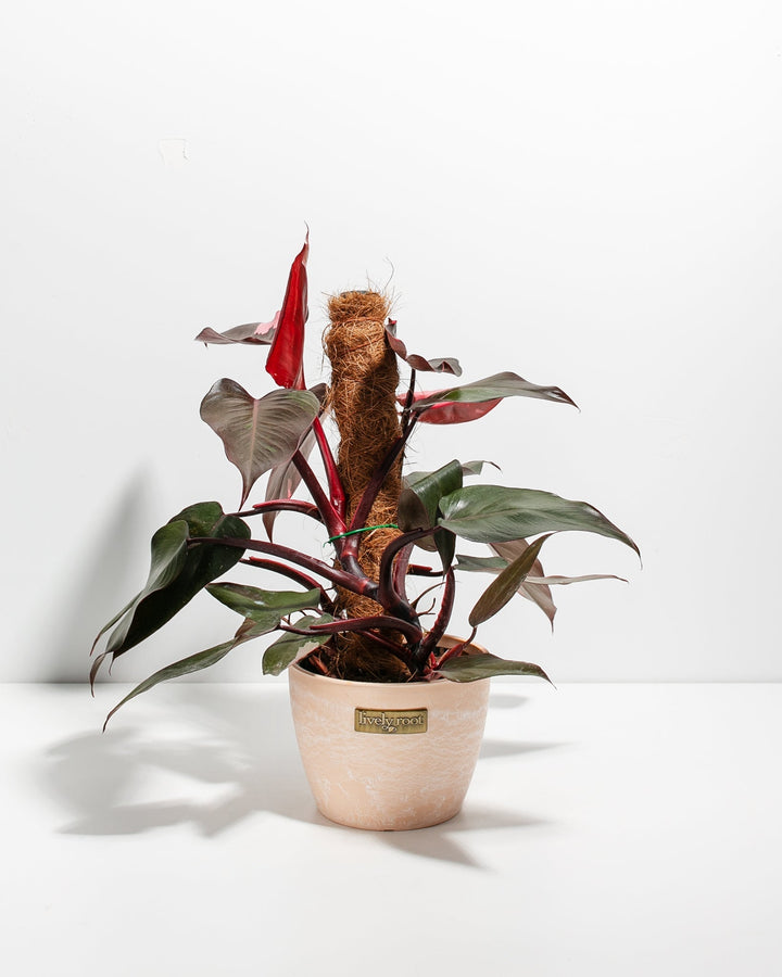 Philodendron Pink Princess with Totem