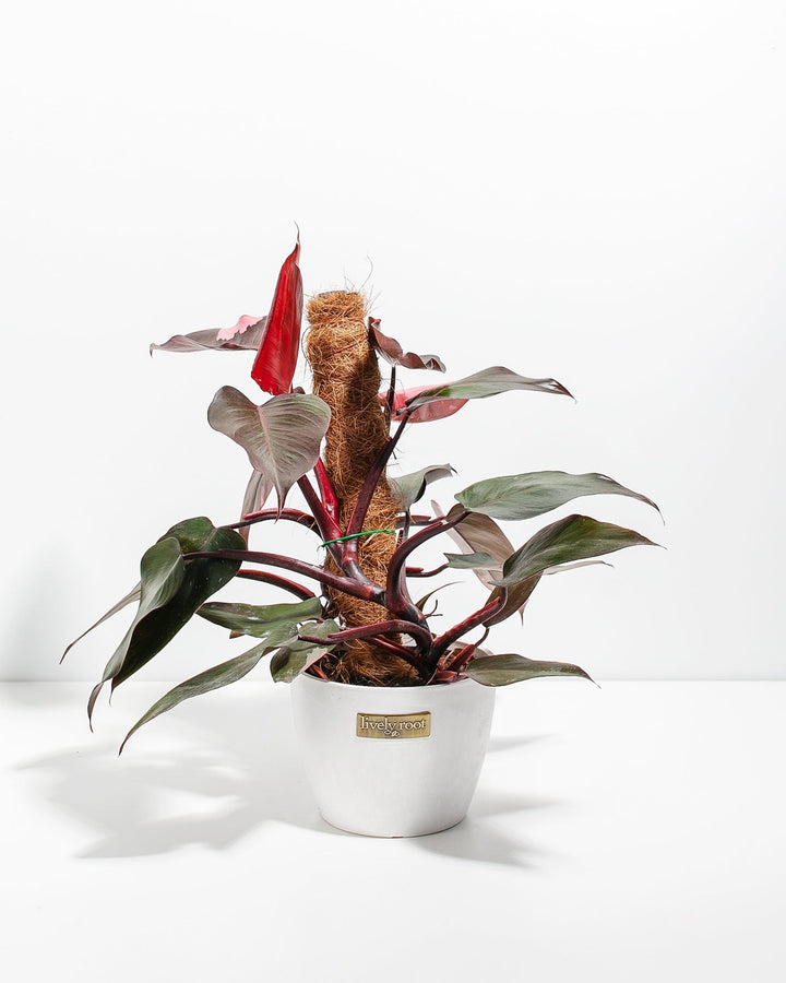 Philodendron Pink Princess with Totem