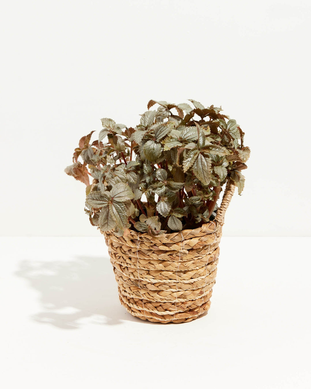 Pilea Bronze