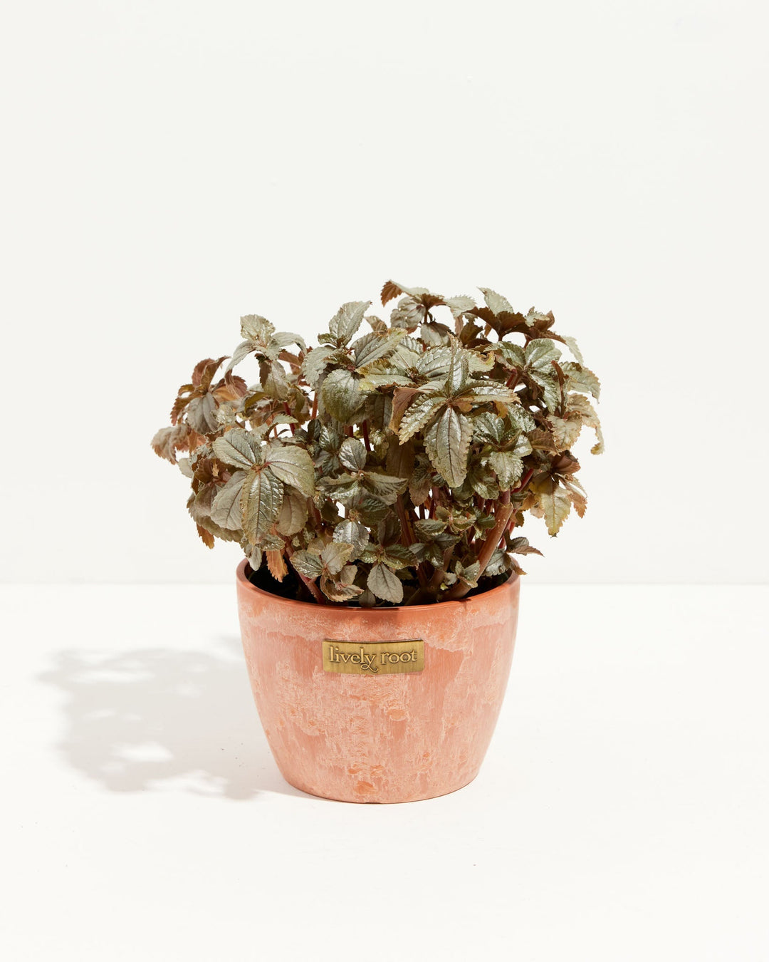 Pilea Bronze