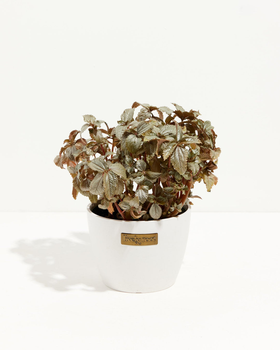 Pilea Bronze