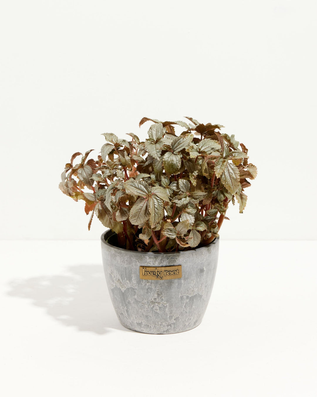 Pilea Bronze