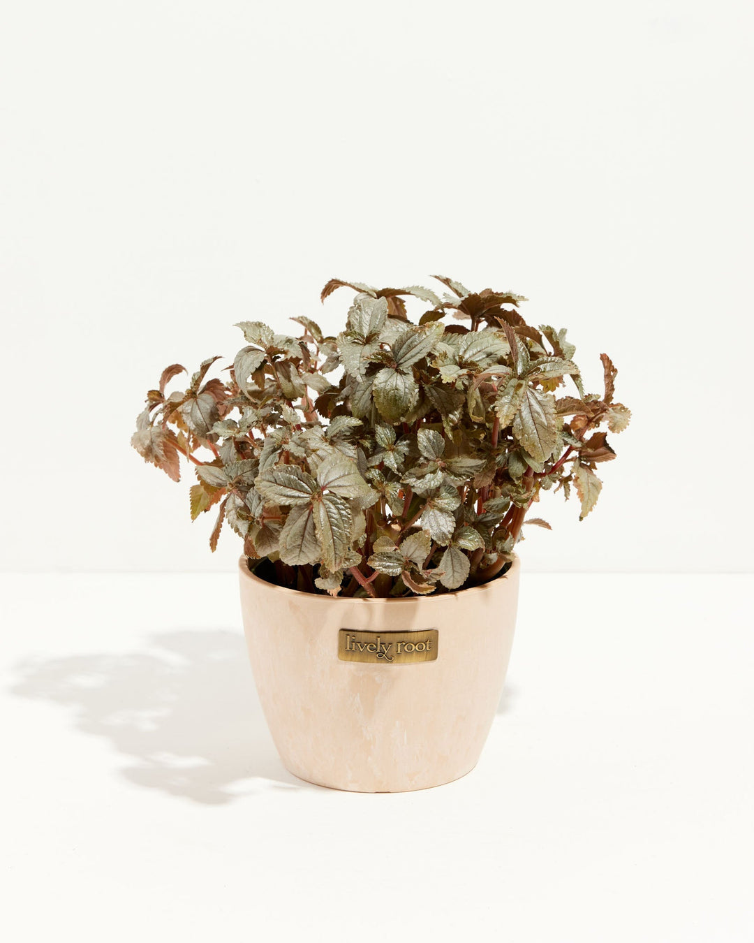 Pilea Bronze