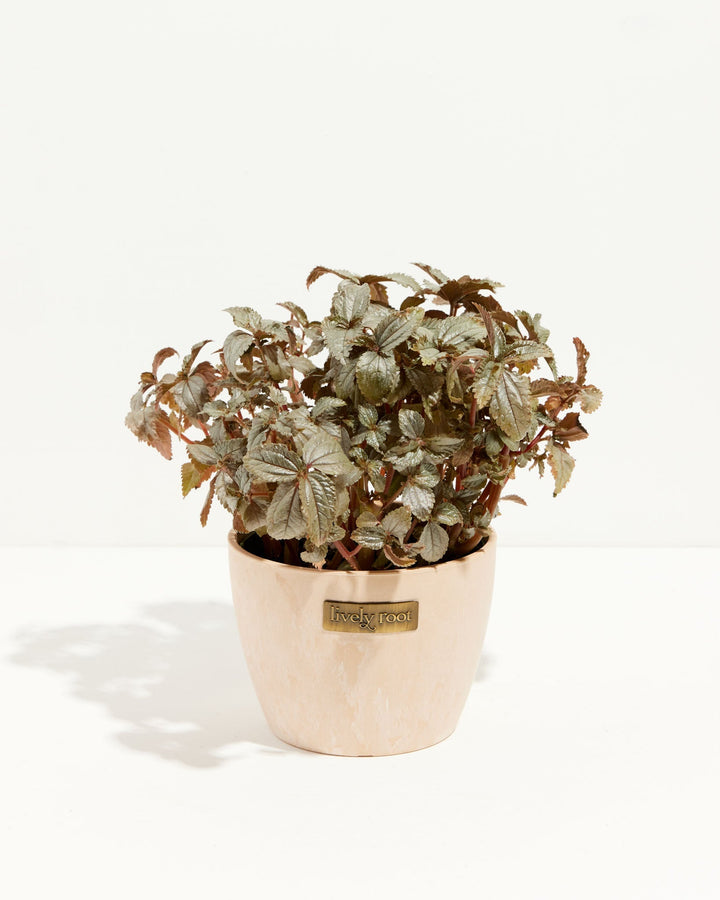 Pilea Bronze