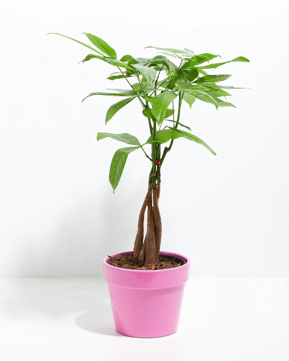 Large braided Money Tree plant with a healthy green canopy of palmate leaves, housed in a glossy, vibrant pink ceramic pot, set against a plain white background.