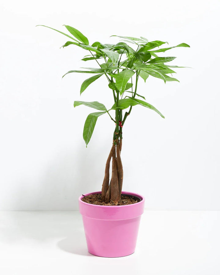 Large braided Money Tree plant with a healthy green canopy of palmate leaves, housed in a glossy, vibrant pink ceramic pot, set against a plain white background.