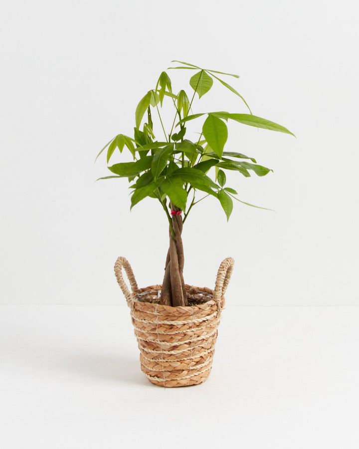 Small braided Money Tree plant with a cluster of bright green leaves, housed in a natural woven wicker basket with two small side handles, set against a plain white background.