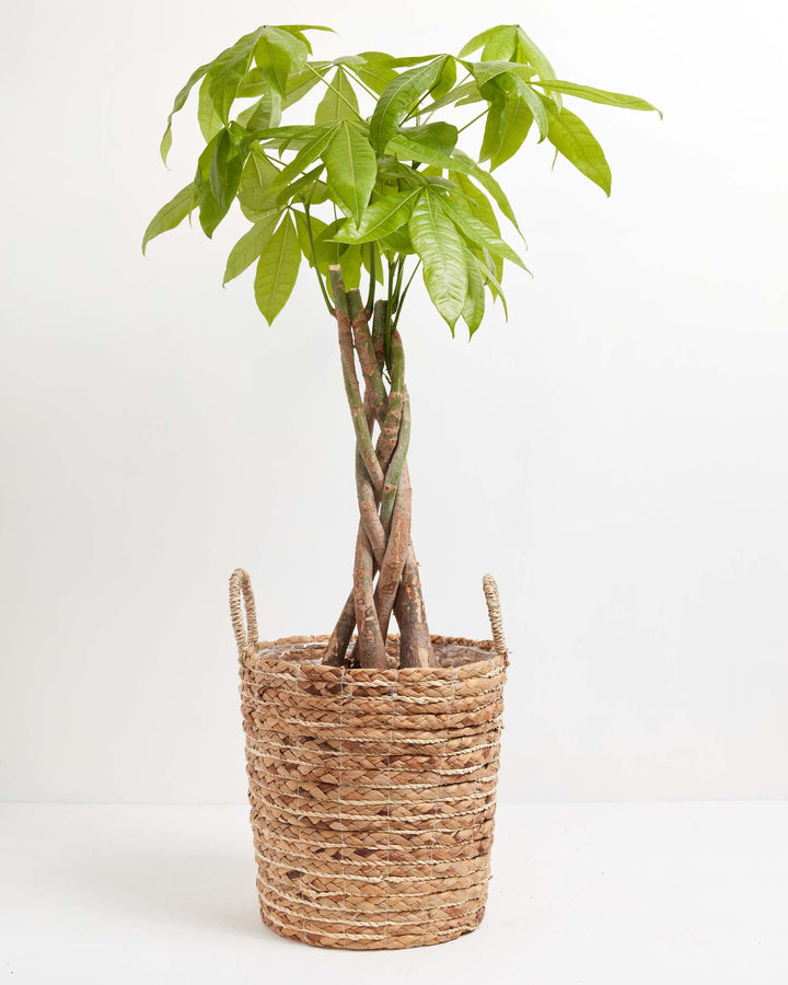 Extra-large braided Money Tree plant featuring a tall, thick braided trunk and a dense canopy of green leaves, sitting in a large natural woven fiber basket with two handles against a white background.