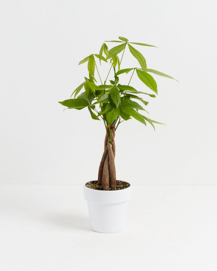Small braided Money Tree plant with bright green leaves and a braided trunk secured by a small red tie, in a simple white ceramic pot against a white background.