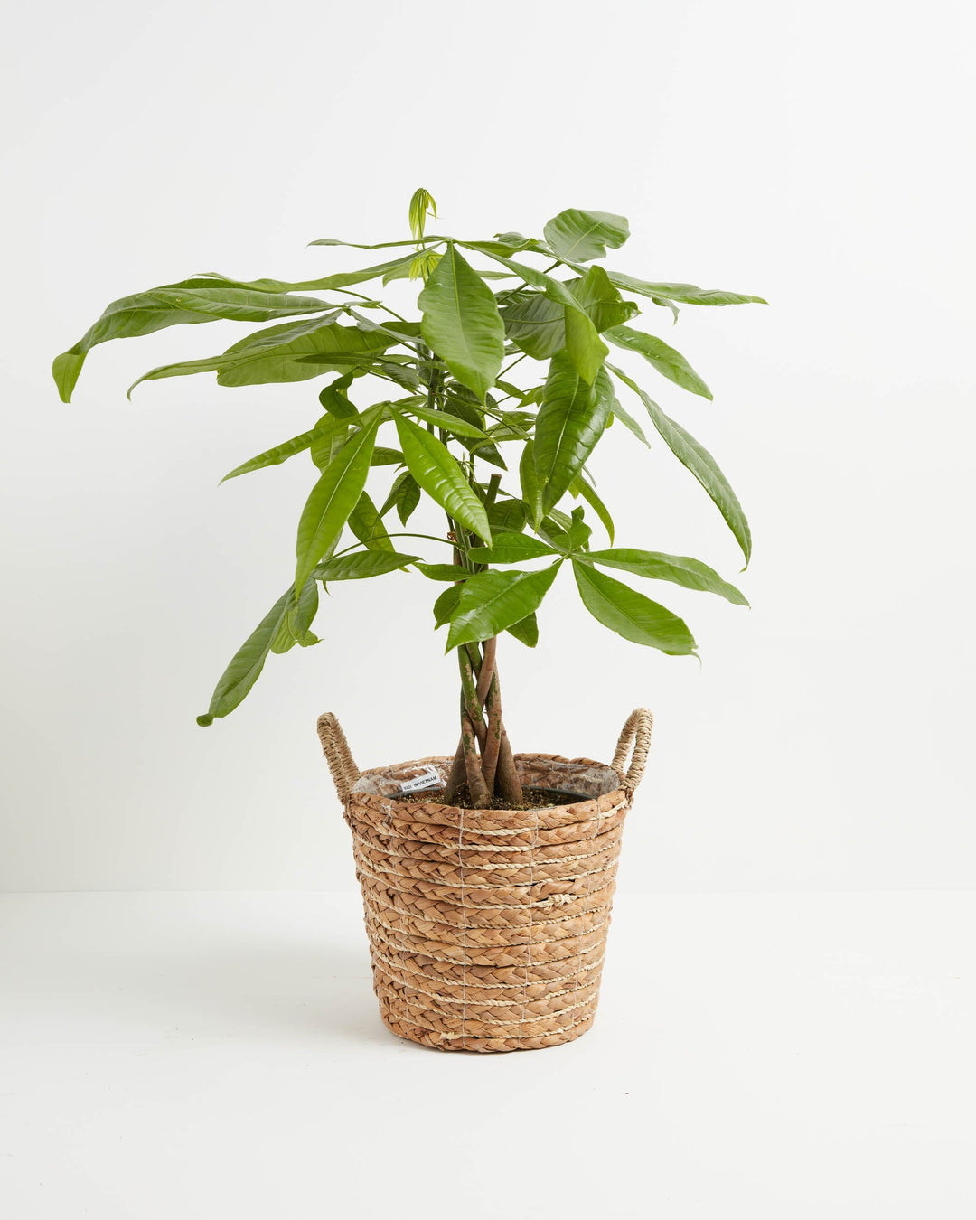 Large braided Money Tree plant with a wide, spreading canopy of green leaves, presented in a natural woven fiber basket with two handles against a white background.