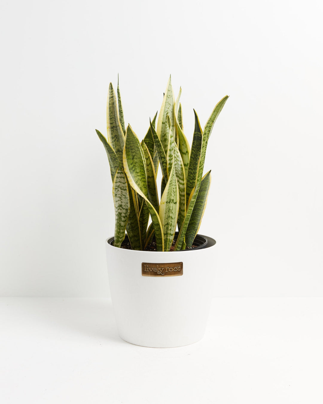 Variegated Sansevieria Laurentii (Snake Plant)