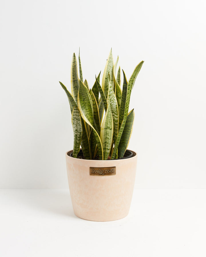 Variegated Sansevieria Laurentii (Snake Plant)