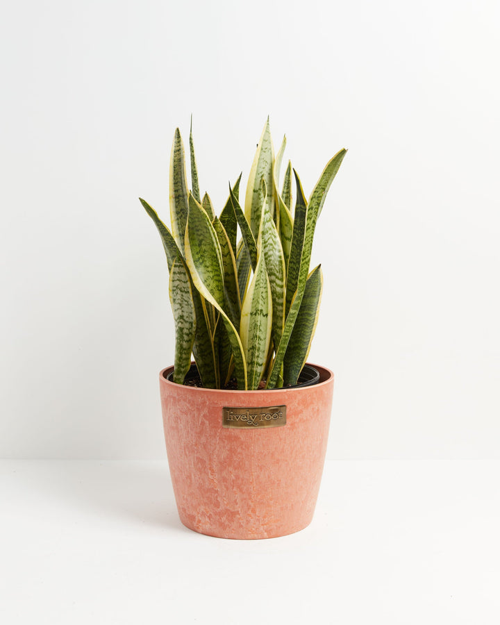 Variegated Sansevieria Laurentii (Snake Plant)