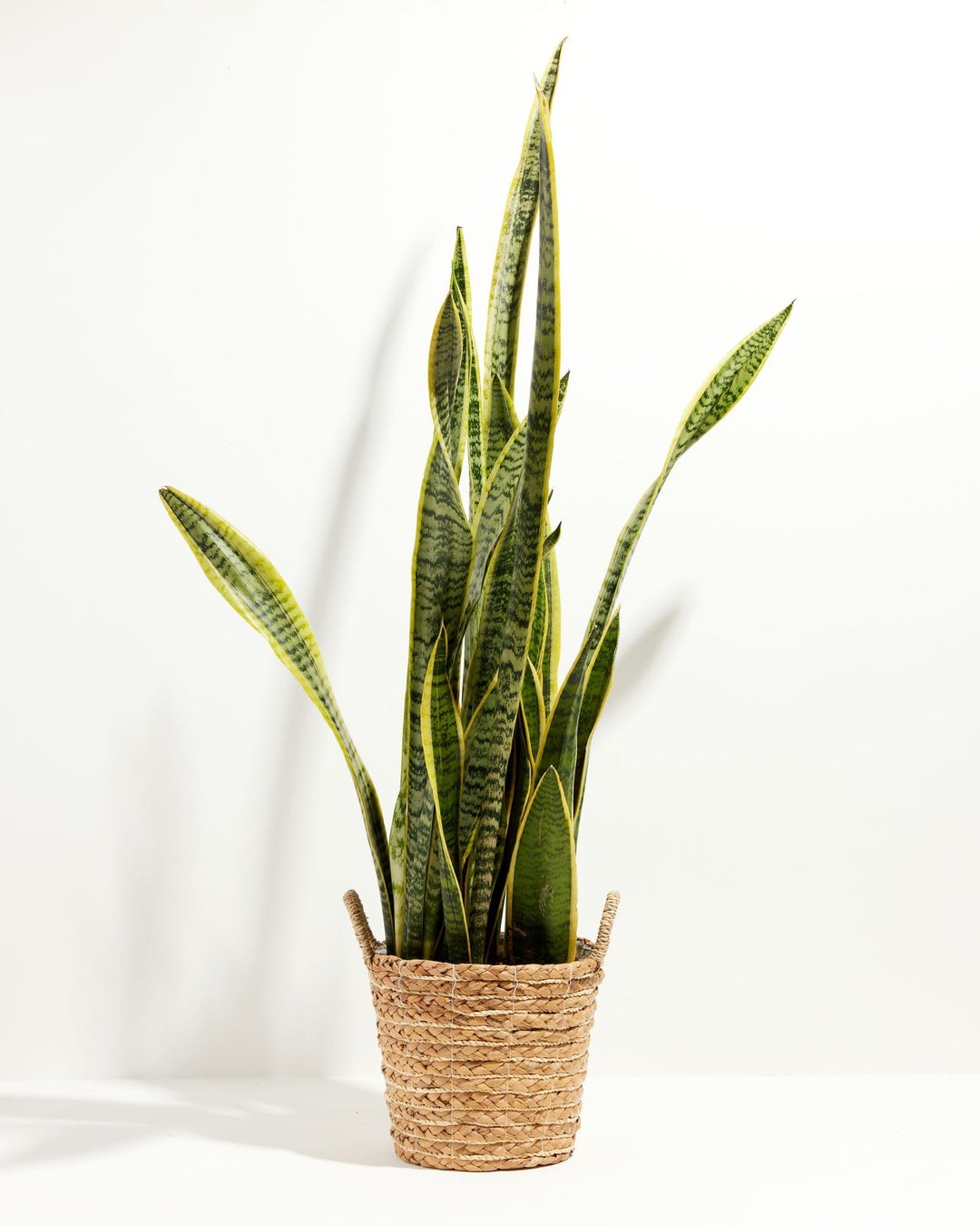 Variegated Sansevieria Laurentii (Snake Plant)