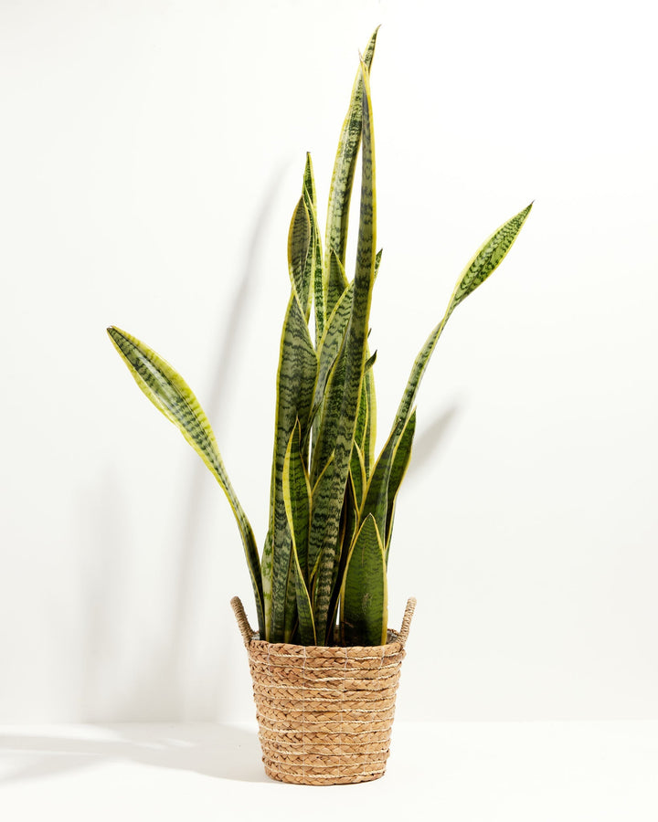 Variegated Sansevieria Laurentii (Snake Plant)