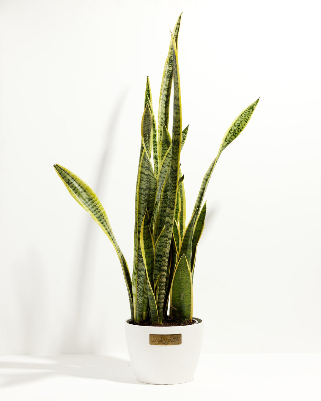 Variegated Sansevieria Laurentii (Snake Plant)