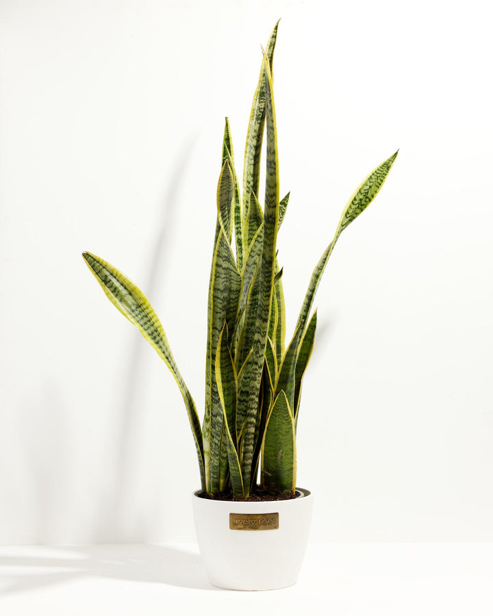 Variegated Sansevieria Laurentii (Snake Plant)