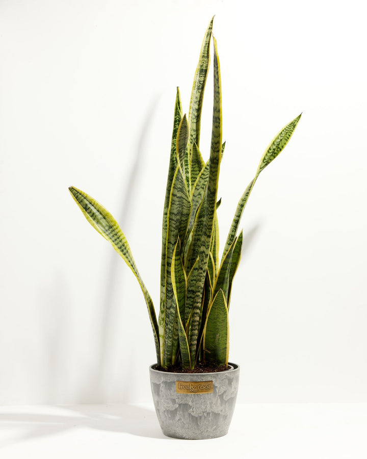 Variegated Sansevieria Laurentii (Snake Plant)