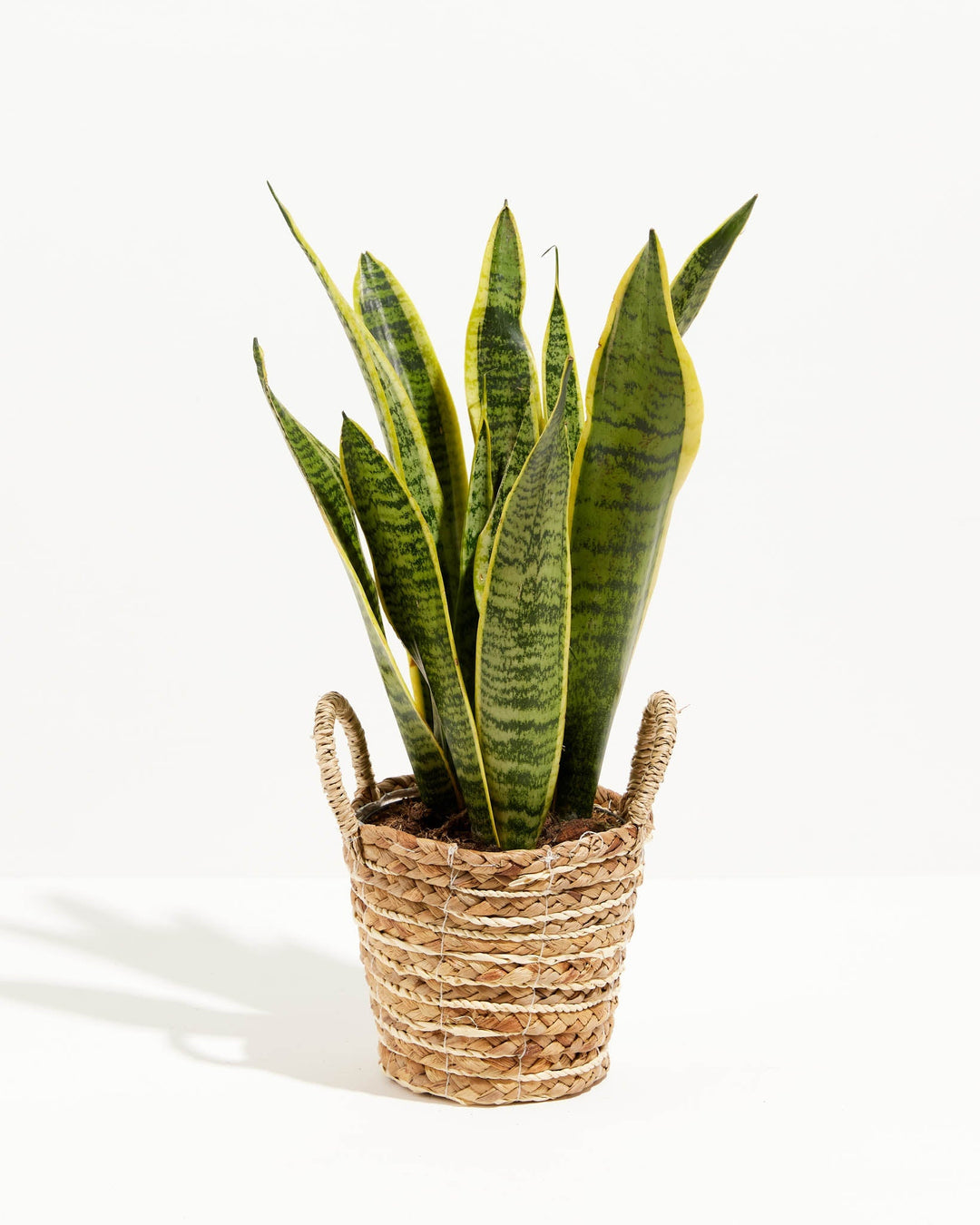 Variegated Sansevieria Laurentii (Snake Plant)