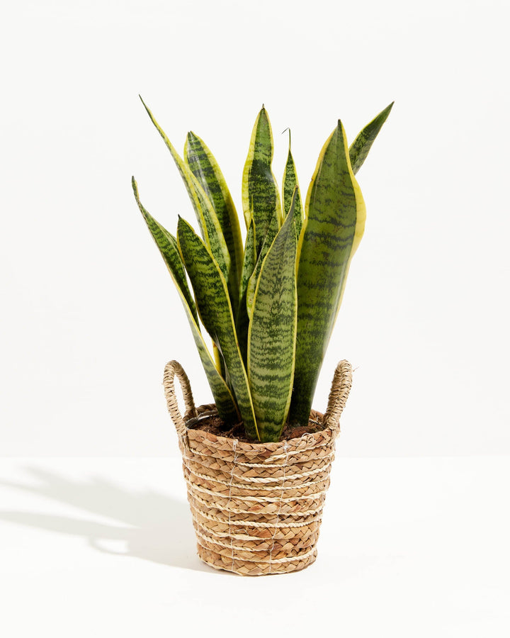 Variegated Sansevieria Laurentii (Snake Plant)