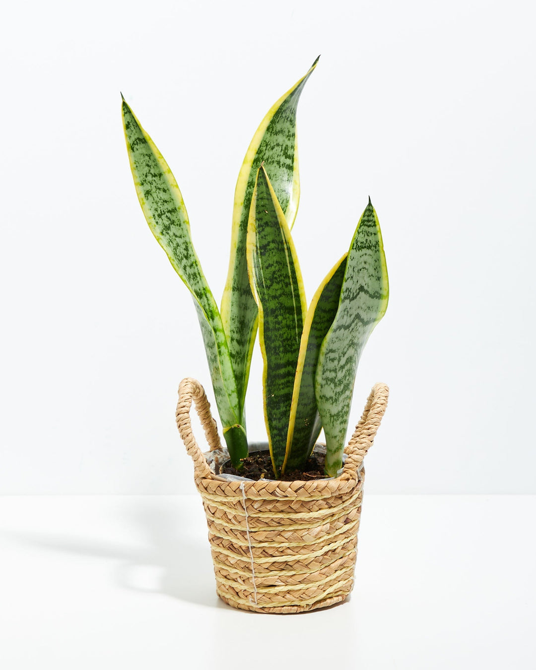 Variegated Sansevieria Laurentii (Snake Plant)
