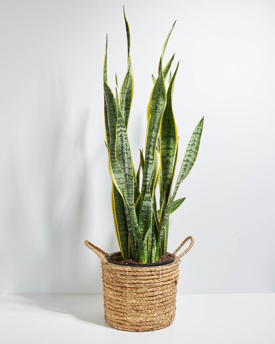 Variegated Sansevieria Laurentii (Snake Plant)