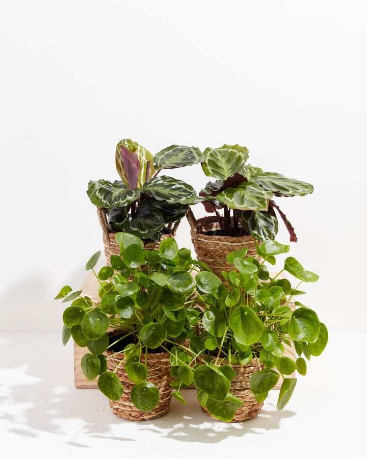 Woven seagrass baskets showcase the Zen Pet Friendly Collection, featuring variegated calathea medallion plants alongside trailing Chinese money plants.