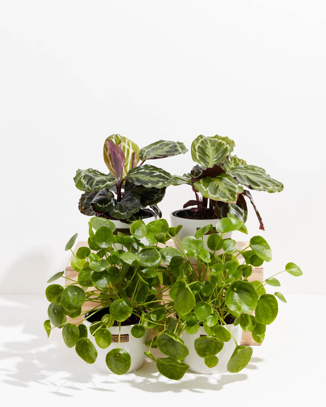 Neutral coco pots complete the Zen Pet Friendly Collection, blending variegated calathea medallion plants with trailing Chinese money plants for a pet-safe indoor display.