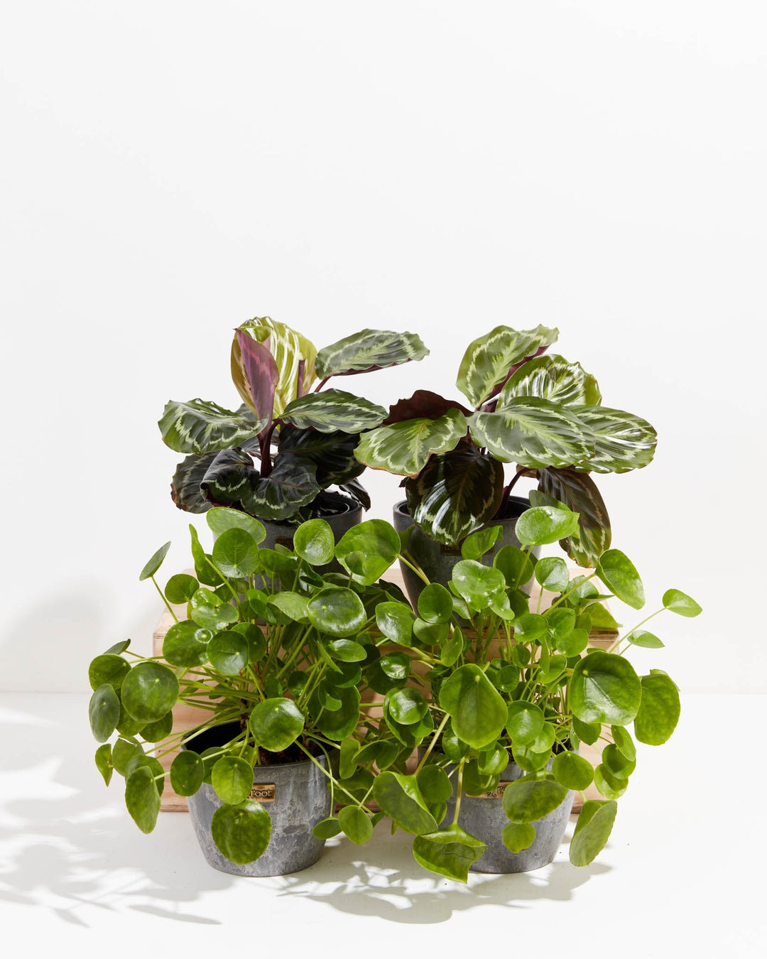 Set in earl grey pots, this Zen Pet Friendly Collection combines deep purple-green calathea medallion leaves with bright, coin-shaped Chinese money plant foliage.
