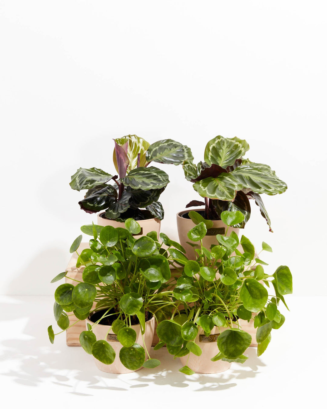 The Zen Pet Friendly Collection arrives in soft macaron pots, pairing striped calathea medallion foliage with round-leafed Chinese money plants.