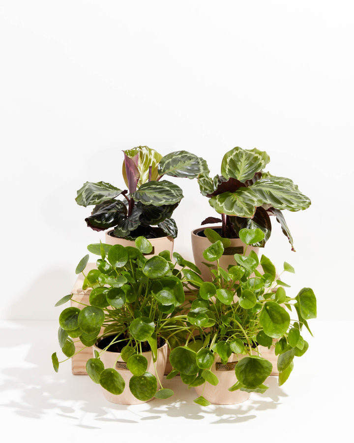 The Zen Pet Friendly Collection arrives in soft macaron pots, pairing striped calathea medallion foliage with round-leafed Chinese money plants.