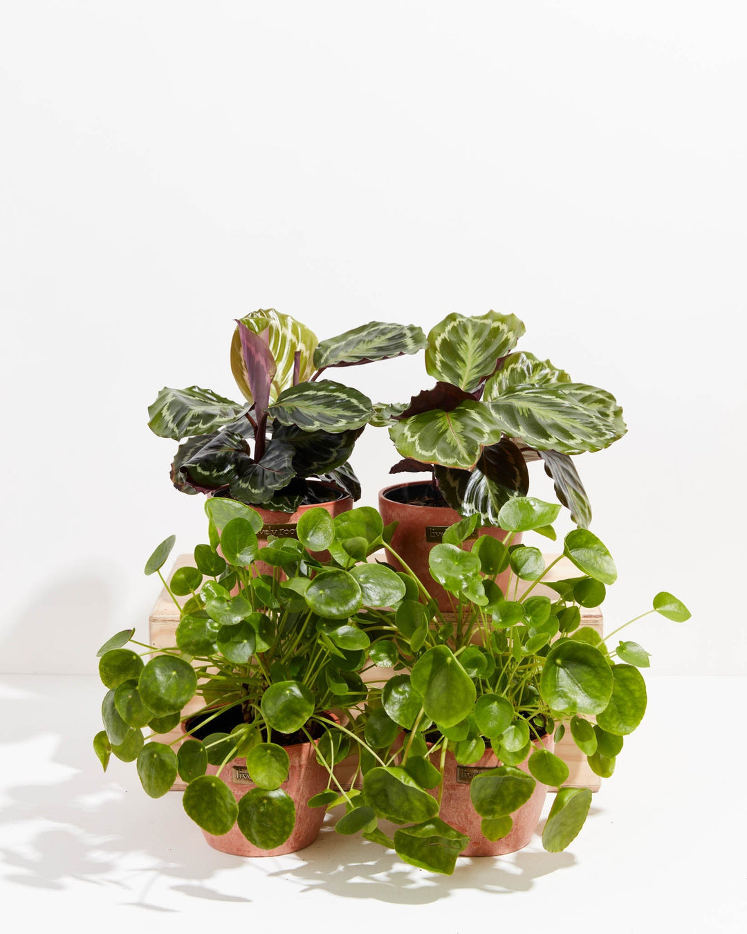 Rich terracotta chai pots hold the Zen Pet Friendly Collection - a lush duo of patterned calathea medallion leaves and cascading Chinese money plant vines.