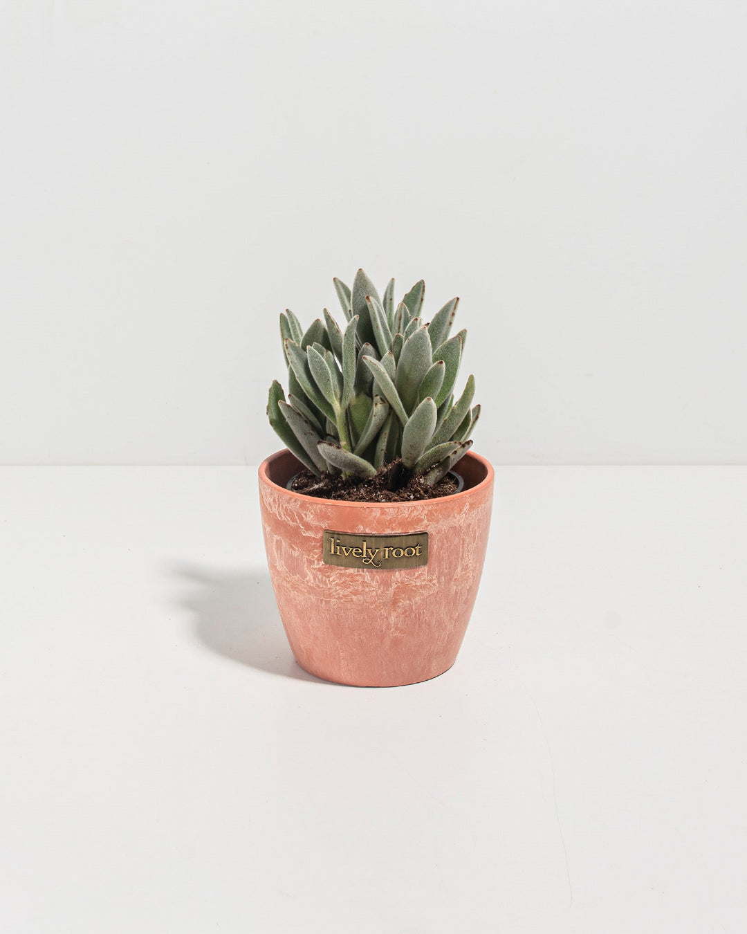 Panda Plant