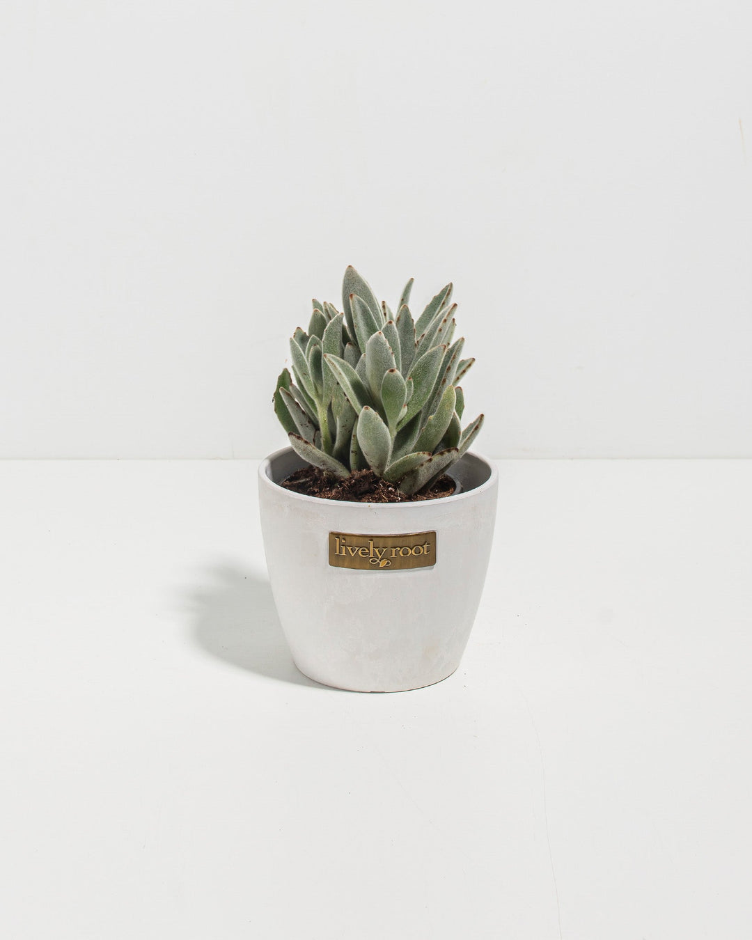 Panda Plant