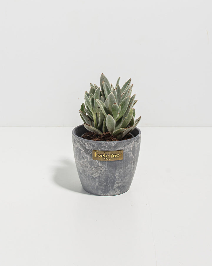 Panda Plant