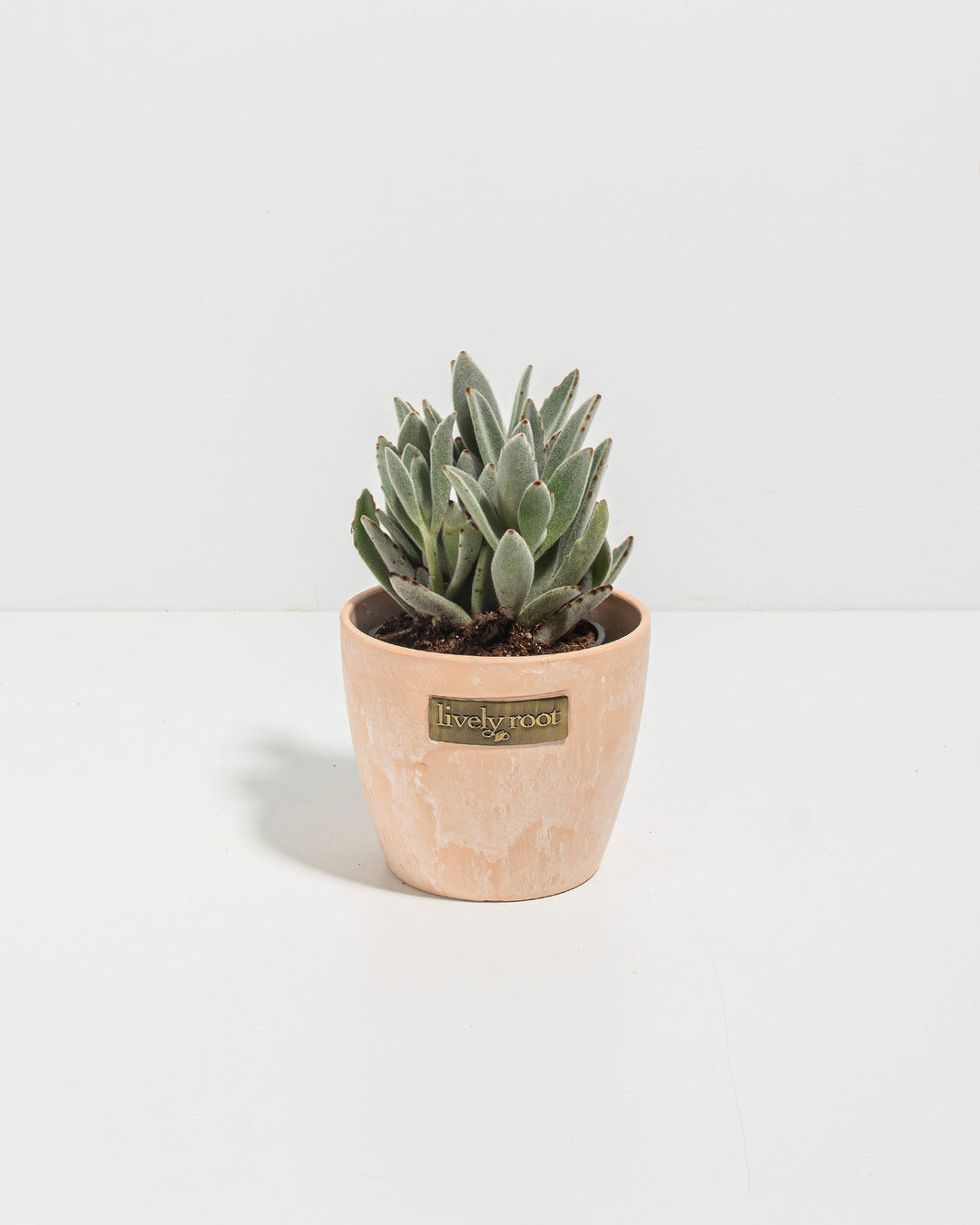 Panda Plant