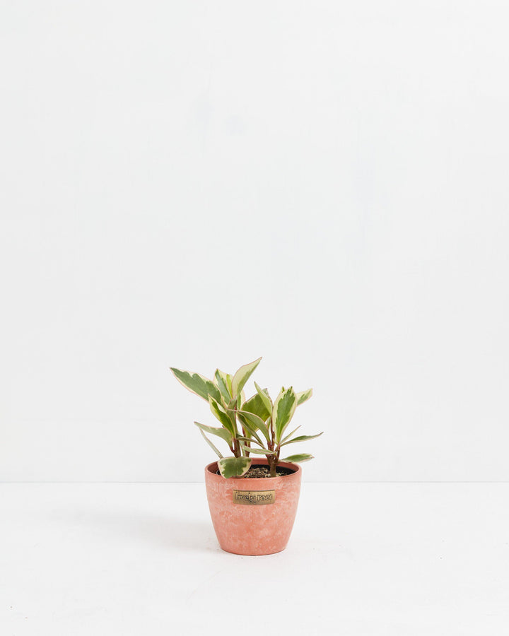 Peperomia Ginny, variegated peperomia, 4-inch in coral terracotta ceramic planter, compact spreading succulent with burgundy stems and green and white patterned foliage