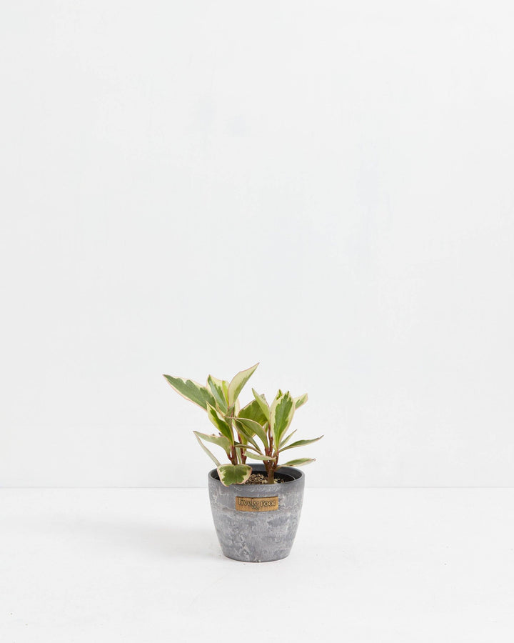 Peperomia Ginny in 4-inch grey concrete-textured pot, variegated dwarf houseplant with red-tinged stems and bicolor green-cream oval leaves, minimalist tabletop plant