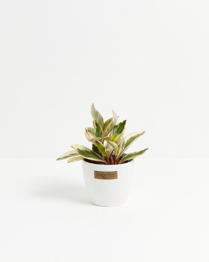 Peperomia Ginny, 4-inch in white ceramic pot with Lively Root tag, variegated compact peperomia with wine-red petioles and striking green and ivory leaf variegation