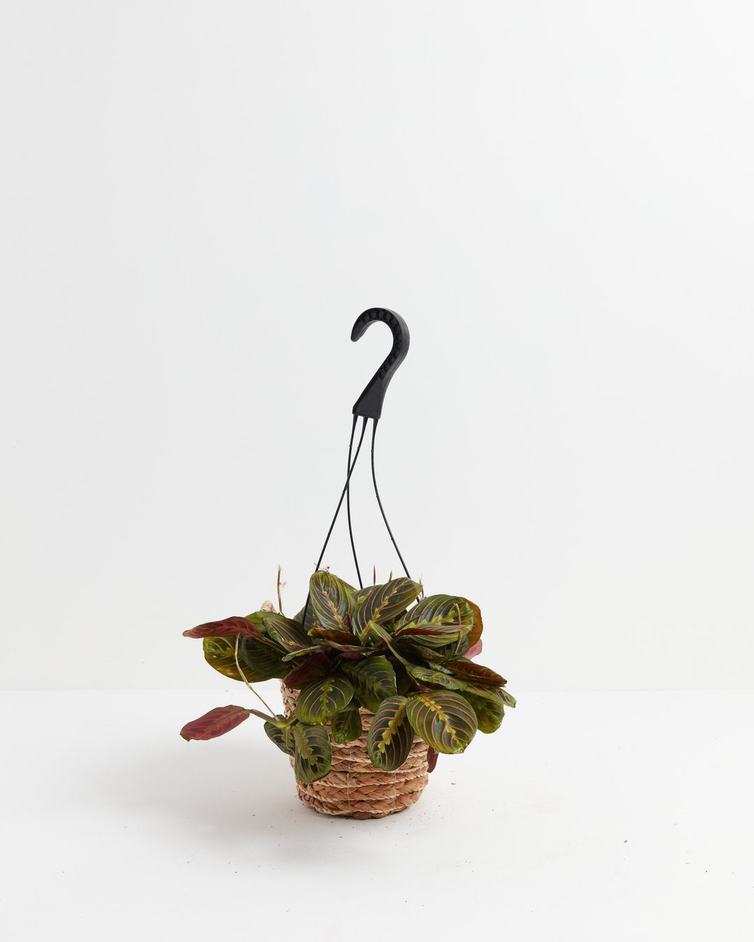 A Maranta Red Prayer Plant with intricately patterned green leaves and distinct red veins, housed in a woven hanging basket with a black plastic hanger against a clean white background.