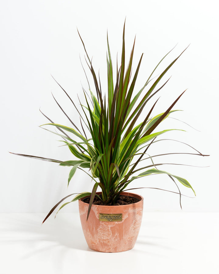 Red Leaf Dragon Plant Collection (Dracaena)