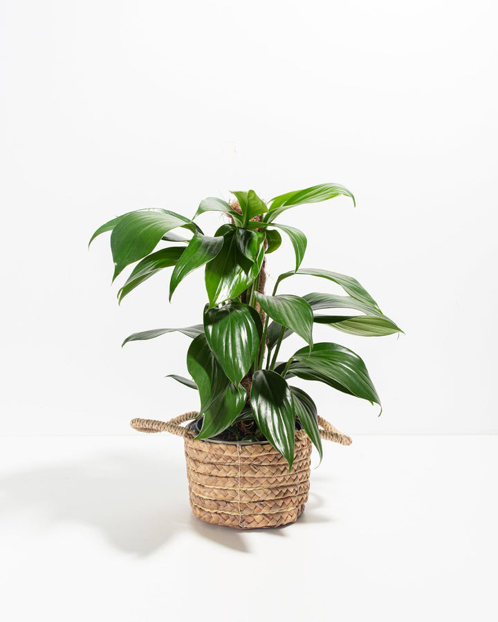 Dragon's Tail Philodendron with Totem