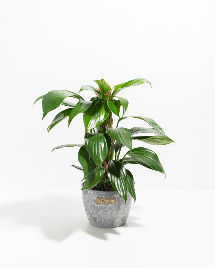 Dragon's Tail Philodendron with Totem